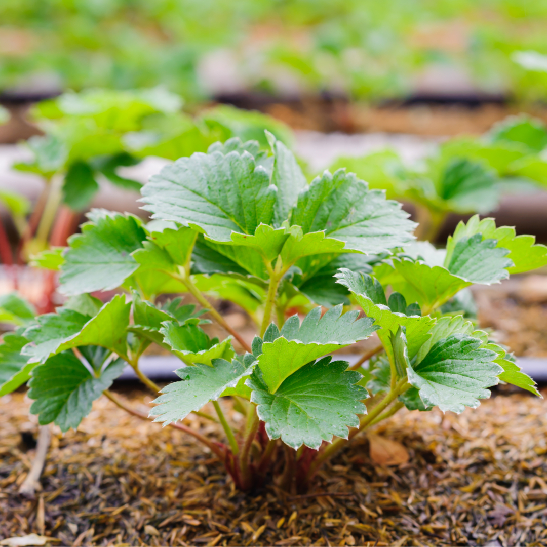 Perennial Strawberry ‘Cambridge favourite’ Propagation Place