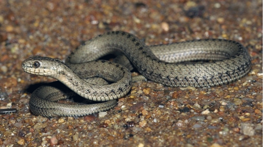 Deadly Snake Found in New Islamabad Airport