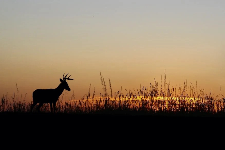 How does the moon affect deer movement? Proper Hunting