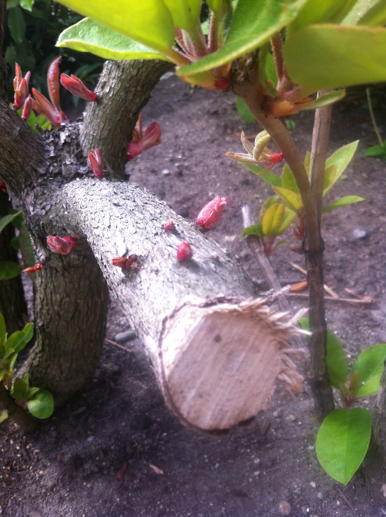 Landscaping and Property Maintenance Rhododendron pruning 101