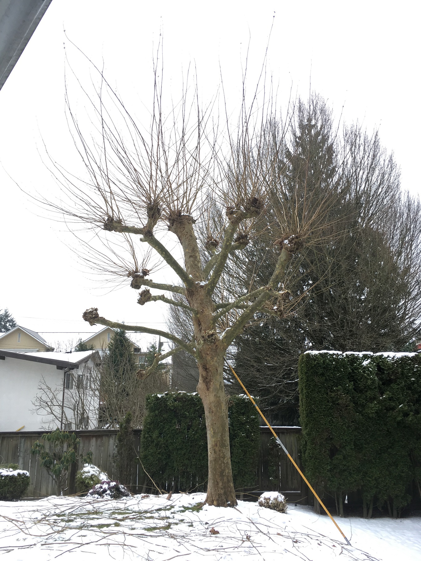 Landscaping and Property Maintenance Why pollarding trees gives me a