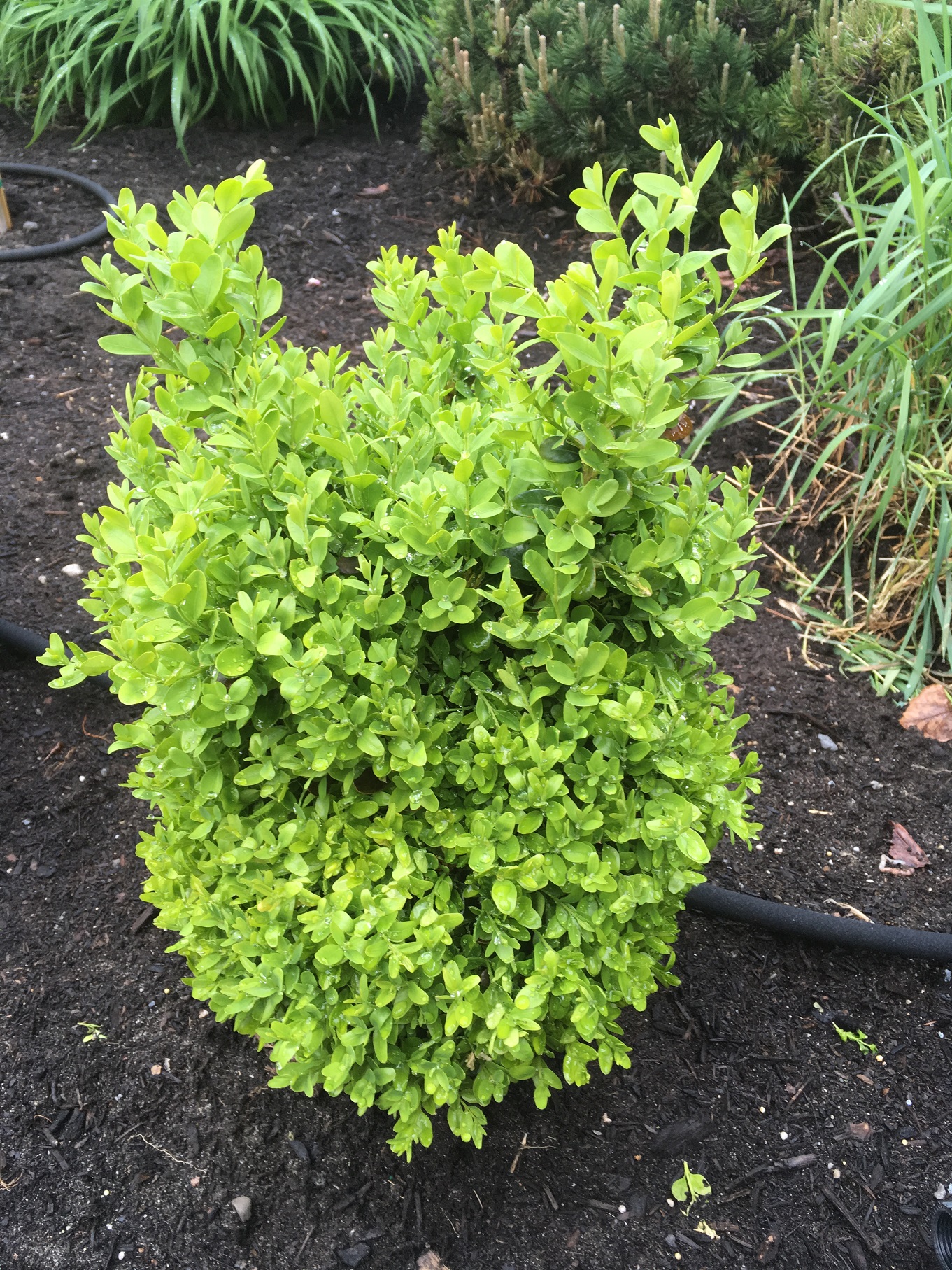 Landscaping and Property Maintenance Can you handle boxwood aroma