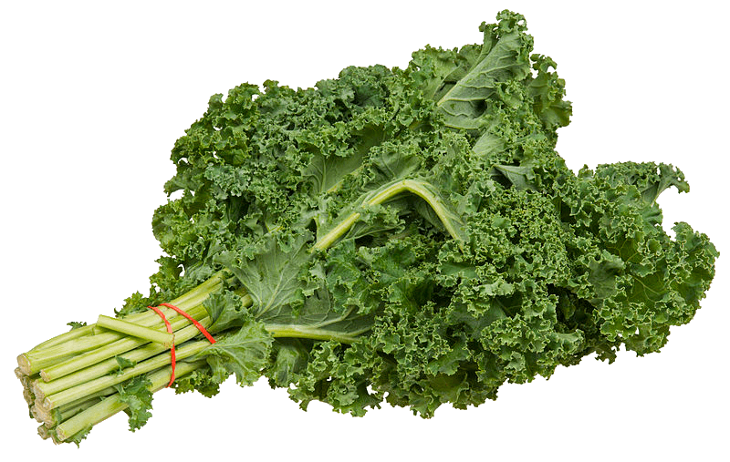 Growing Kale Properly Rooted