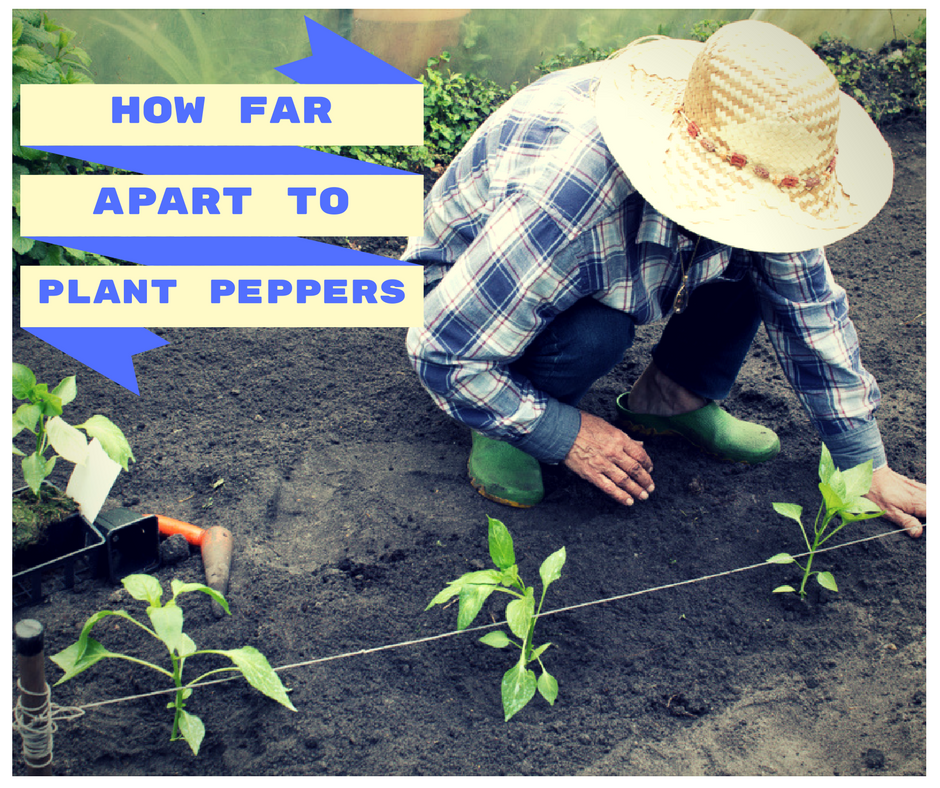 How Far Apart To Plant Peppers? Properly Rooted