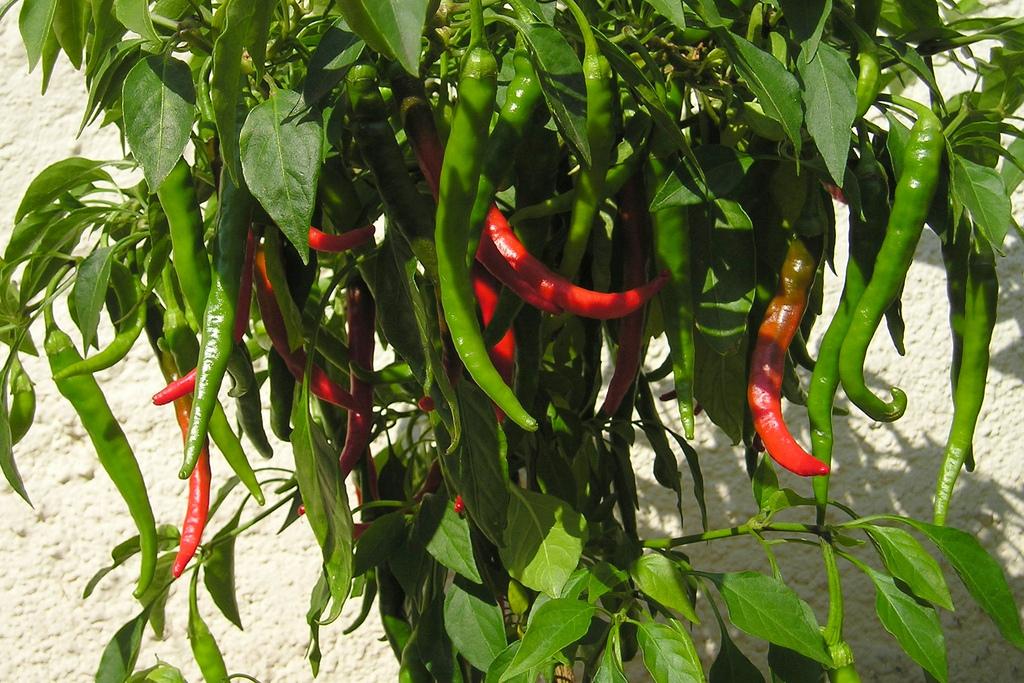 Growing Cayenne Pepper 101 Sproutabl