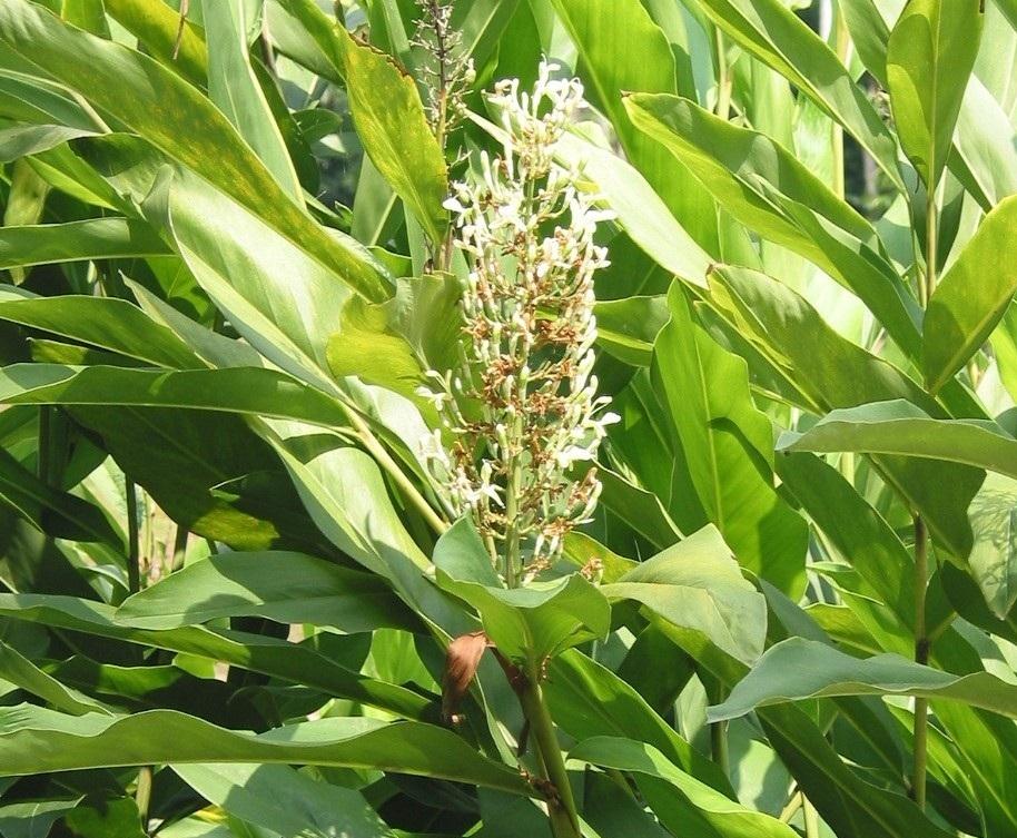 Growing Galangal 101 Everything You Need to Know Sproutabl