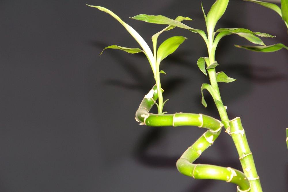 How to Plant and Grow the Lucky Bamboo Plant Sproutabl