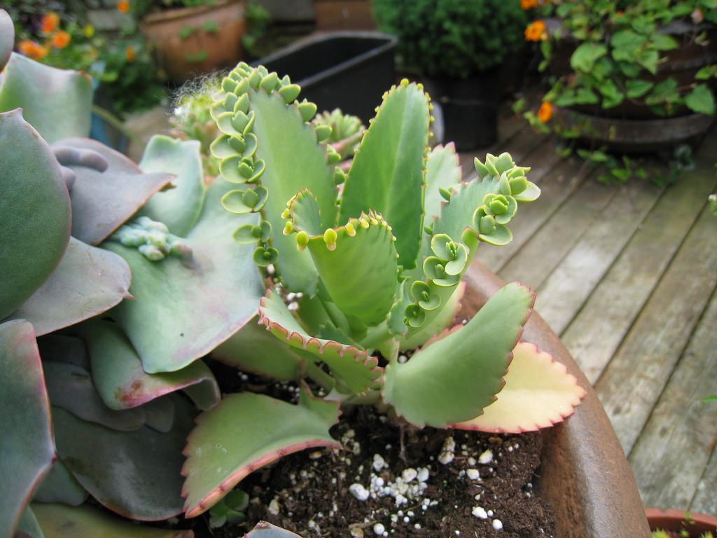 How to Grow and Care for Mother of Thousands Sproutabl