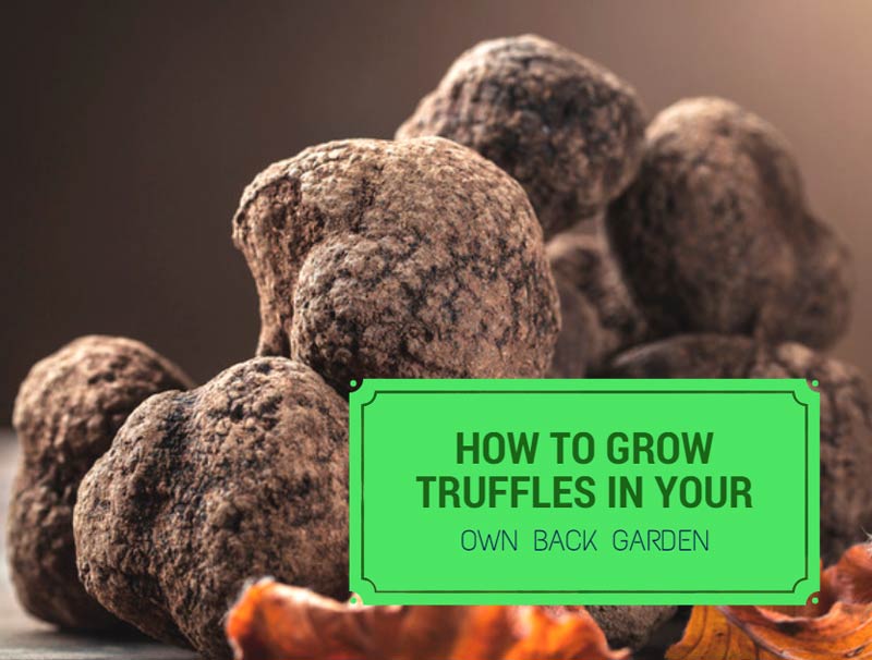 How To Grow Truffles In Your Own Back Garden Properly Rooted