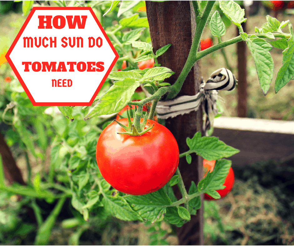 How Much Sun Do Tomatoes Need? The Age Old Question Properly Rooted