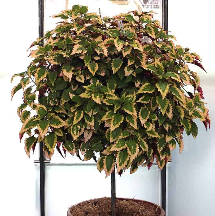 Our Tips for the Best Trees for Containers Properly Rooted