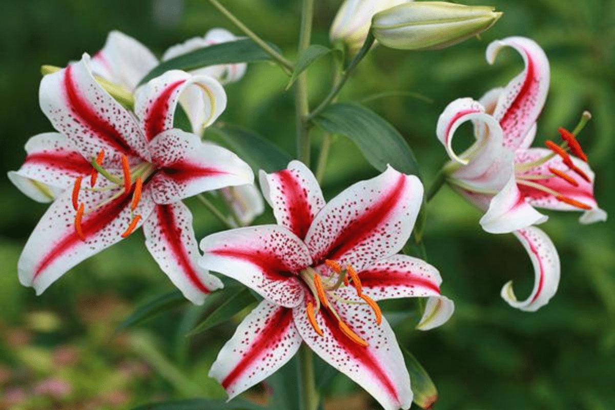 30 Different Types Of Lilies (With Pictures) & How To Grow Them