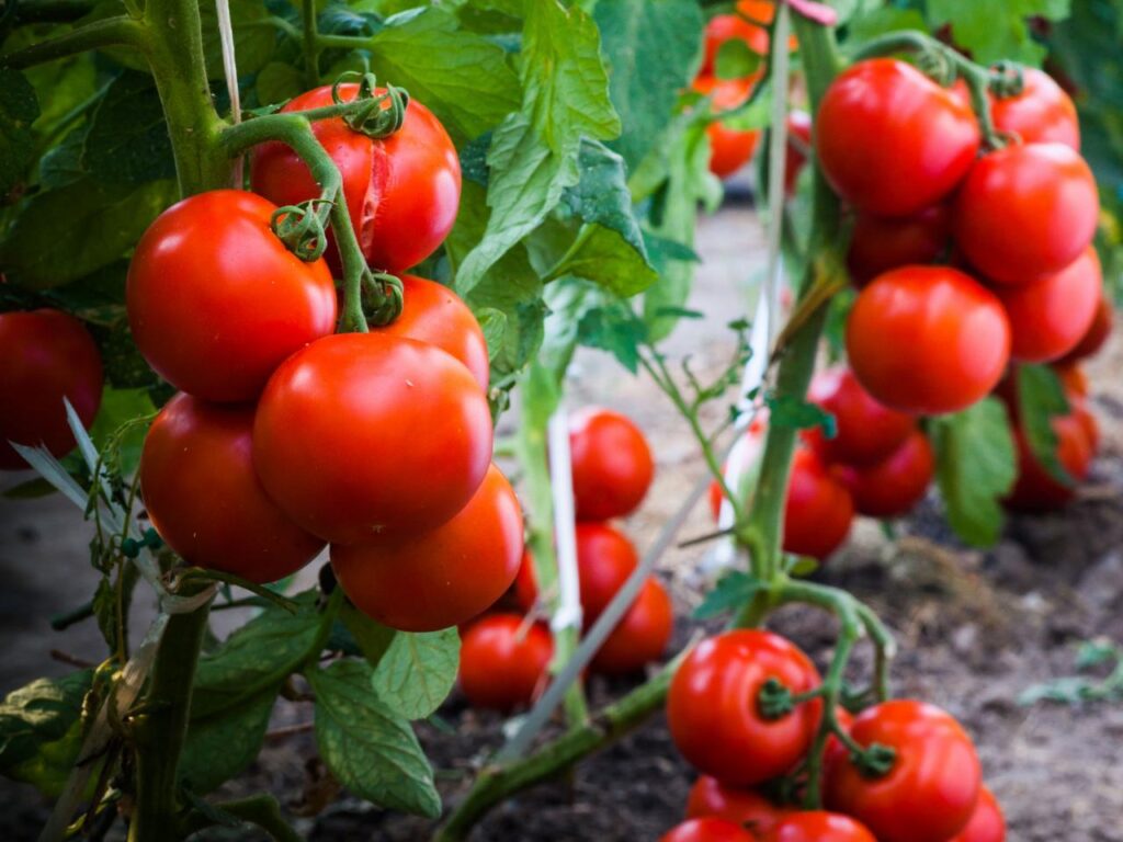 Do Deer Eat Tomato Plants? Properly Rooted
