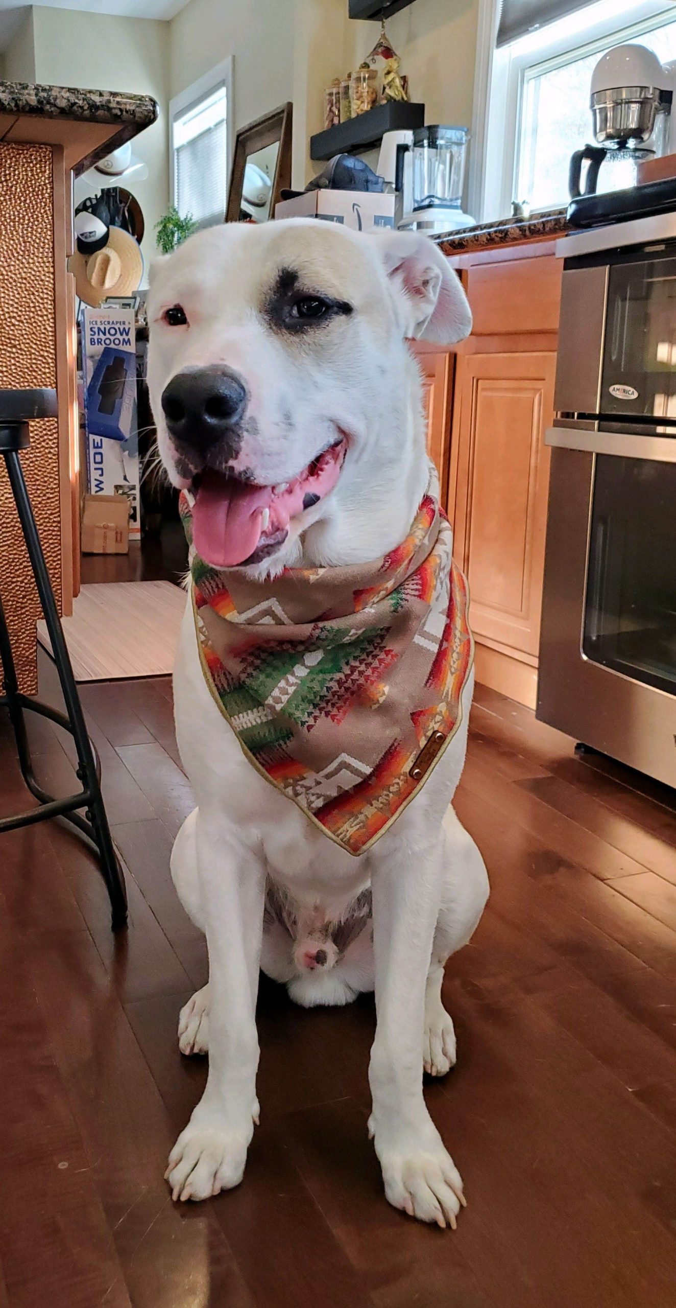 Gallery Proper Paws Dog Training