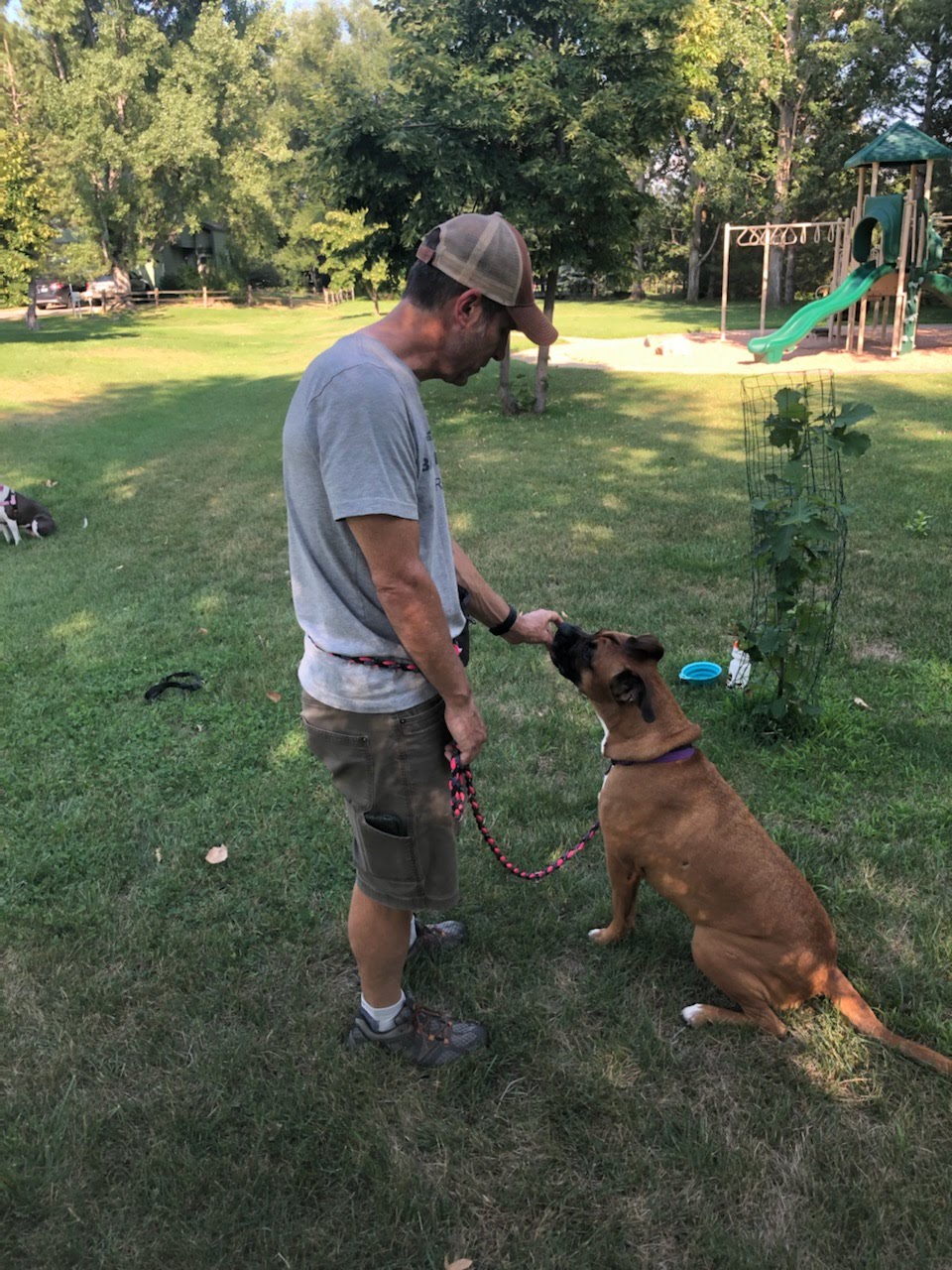 Gallery Proper Paws Dog Training