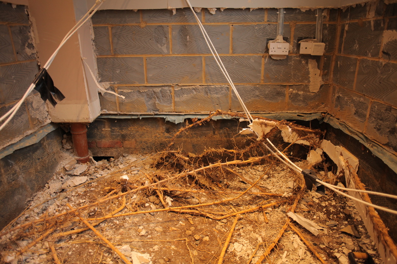 Bamboo grown by neighbour causes £100k of damage as it spread under