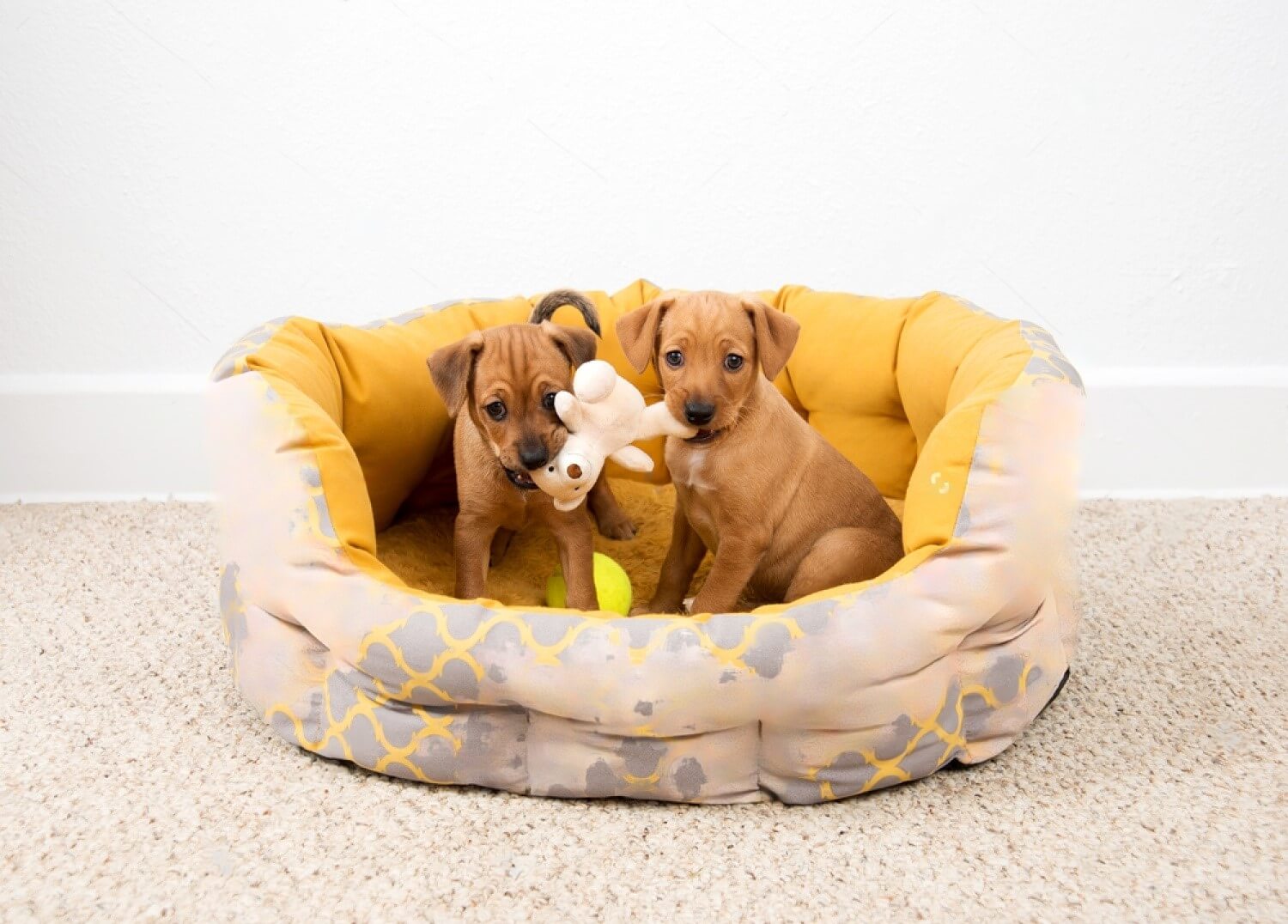 Small In Size, Big In Comfort Check Out Best Small Dog Beds