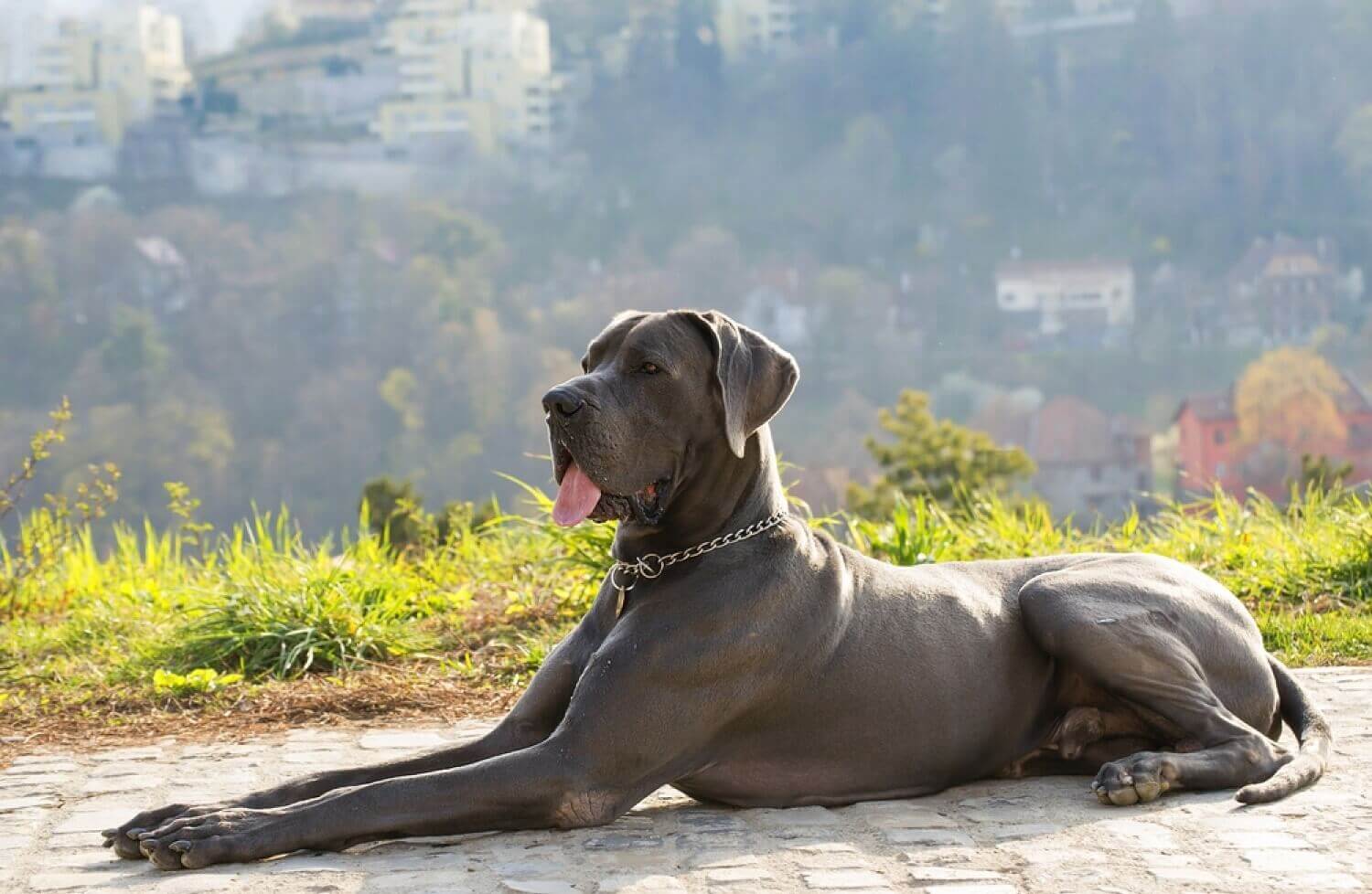 10 Best Hypoallergenic Dog Beds Ease Your Dog Allergies