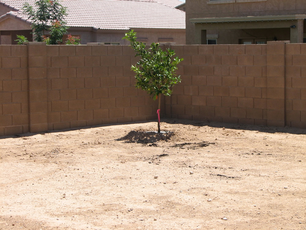HOA Landscaping Phoenix HOA Landscape Maintenance