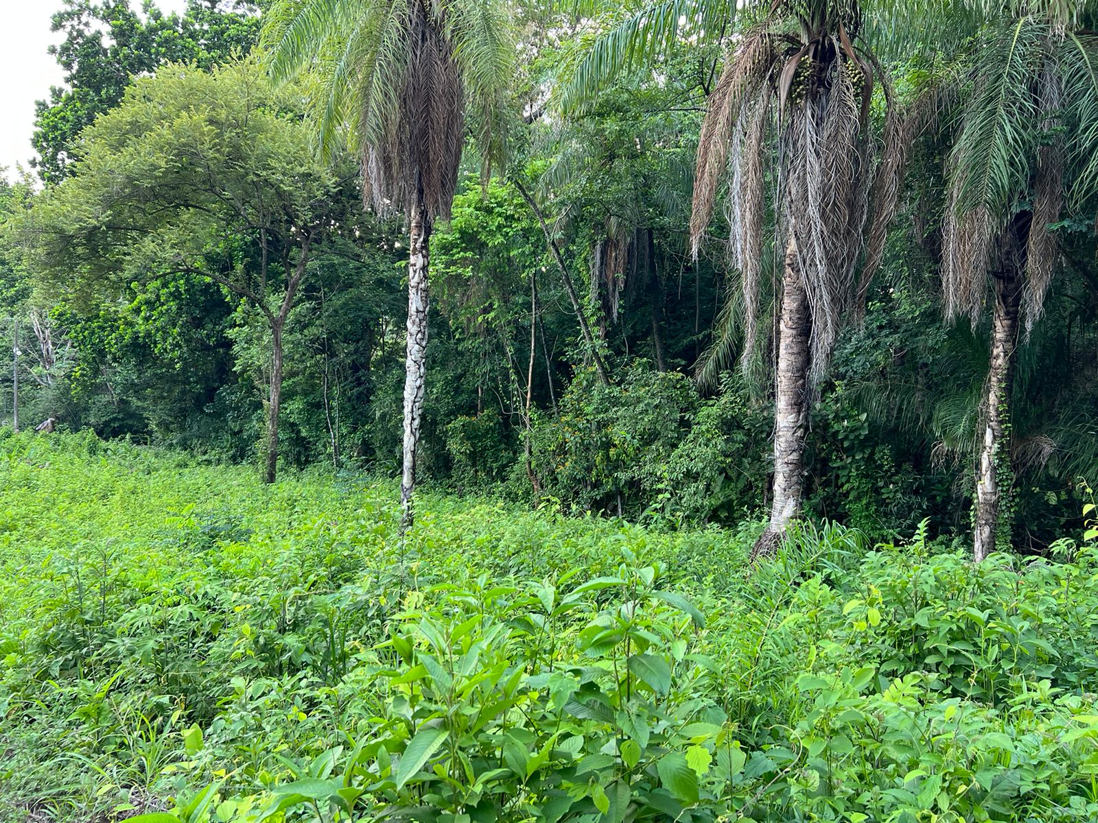 ₡26mil/m² Terreno de 1,510m² a 1km del Parque de San Mateo Property