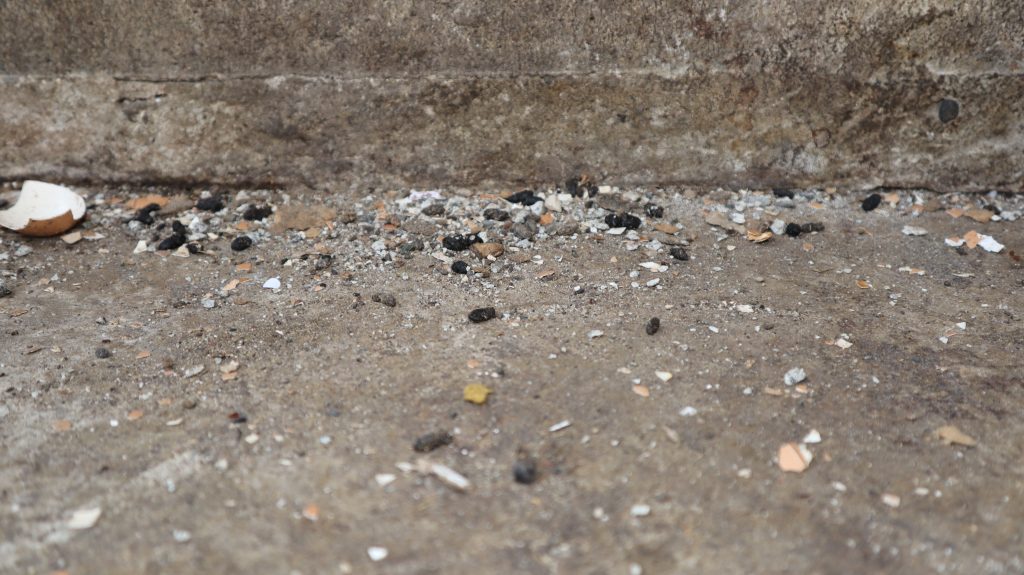 The top 5 ways to identify rodent damage in your house or business
