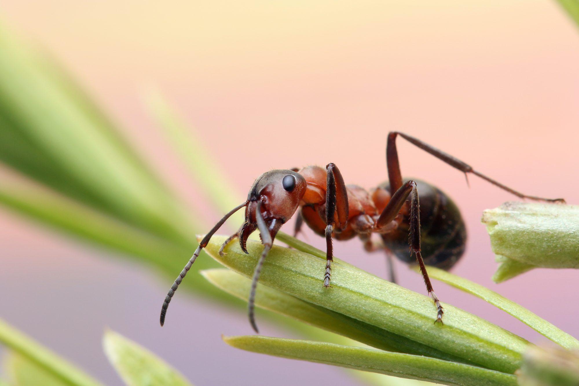 Four key steps to Ants pest control you must know ProPest Control