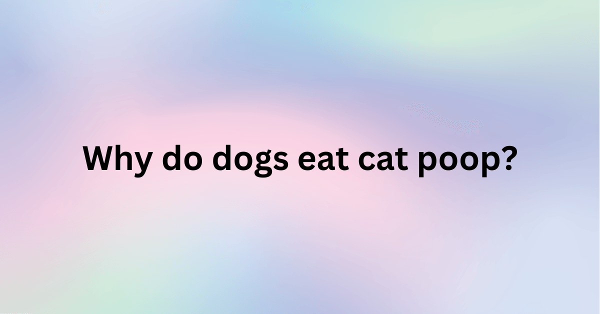 Why do dogs eat cat poop? ProPetsPassion