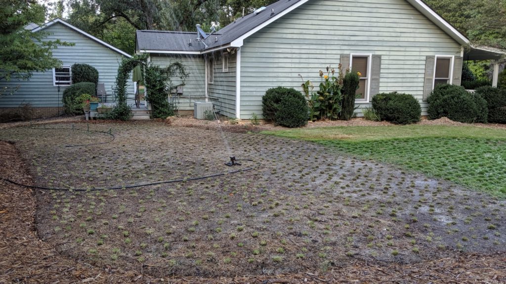 How to plant Zoysia grass plugs (with video) ProPlugger