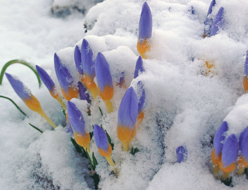 Planting Bulbs Crocus (with video) ProPlugger