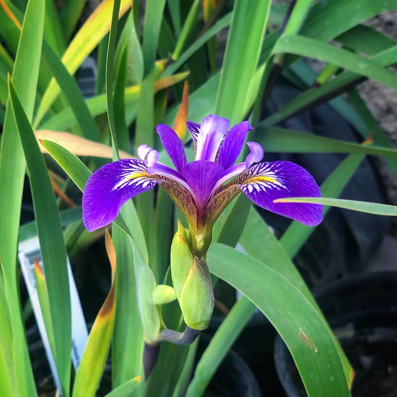 AQUATIC MARGINALS / SHALLOW WATER PLANTS Pro Ponds West