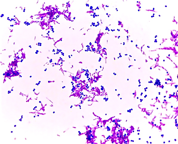 Microbio lab 1 Flashcards by ProProfs