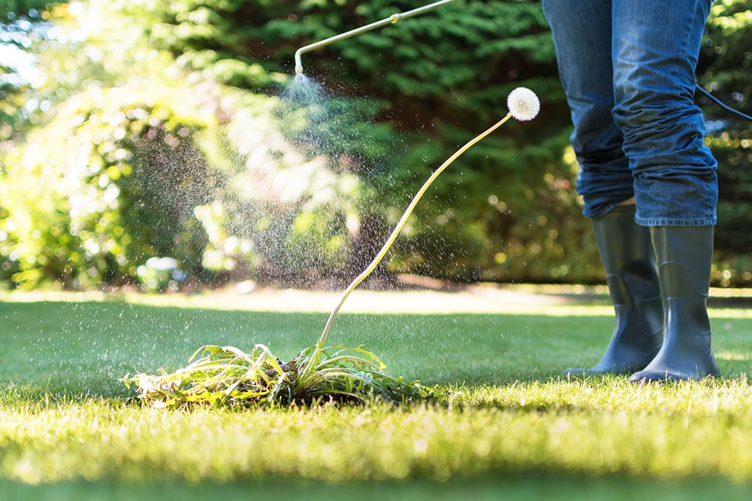 Lawn Care Calgary Lawn Maintenance Services Calgary