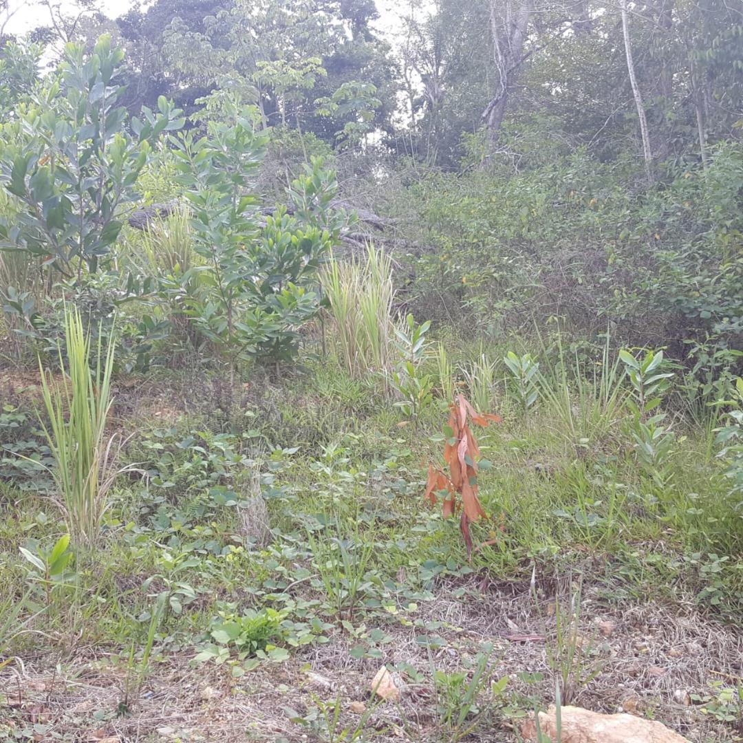 Land for Sale Acono Road, Maracas, St. Joseph