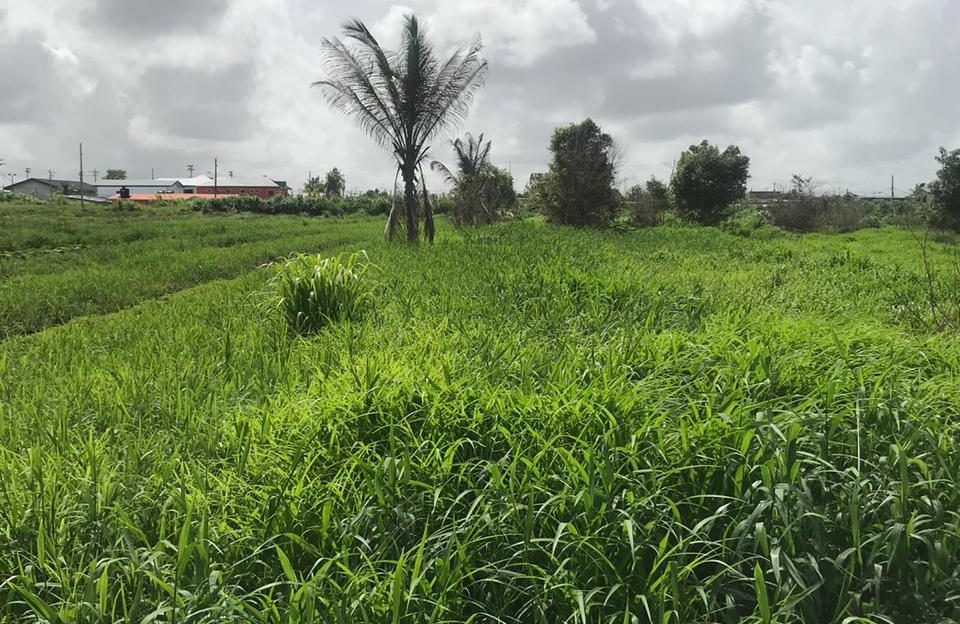 Malabar Land for Sale > Trinidad and Tobago Real Estate