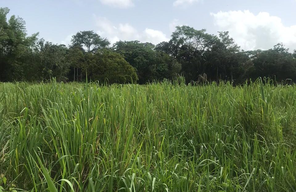 Malabar Land for Sale > Trinidad and Tobago Real Estate