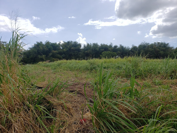 Land for Sale in Aranguez/ Mt Lambert > Trinidad and