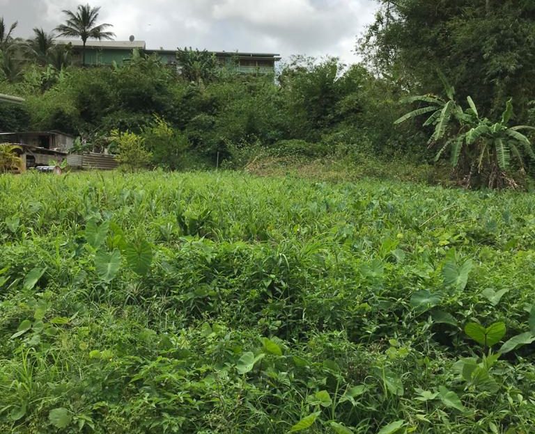 House and Land for Sale in Sangre Grande > Trinidad and