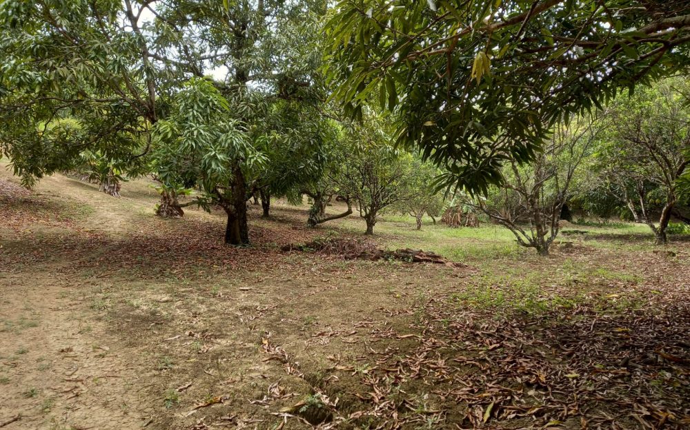 Toco Land > Trinidad and Tobago Real Estate