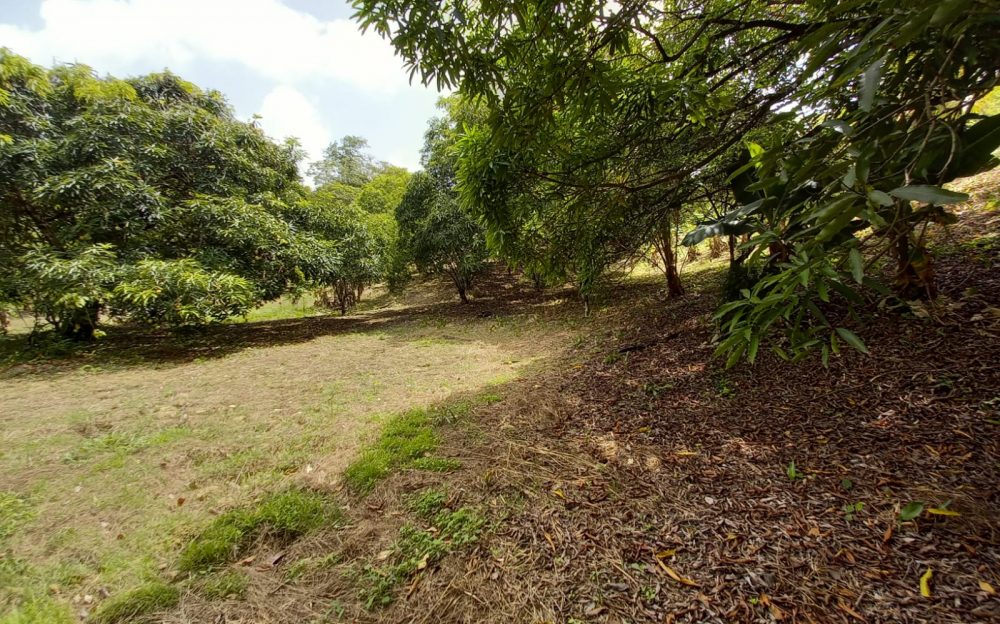 Toco Land > Trinidad and Tobago Real Estate