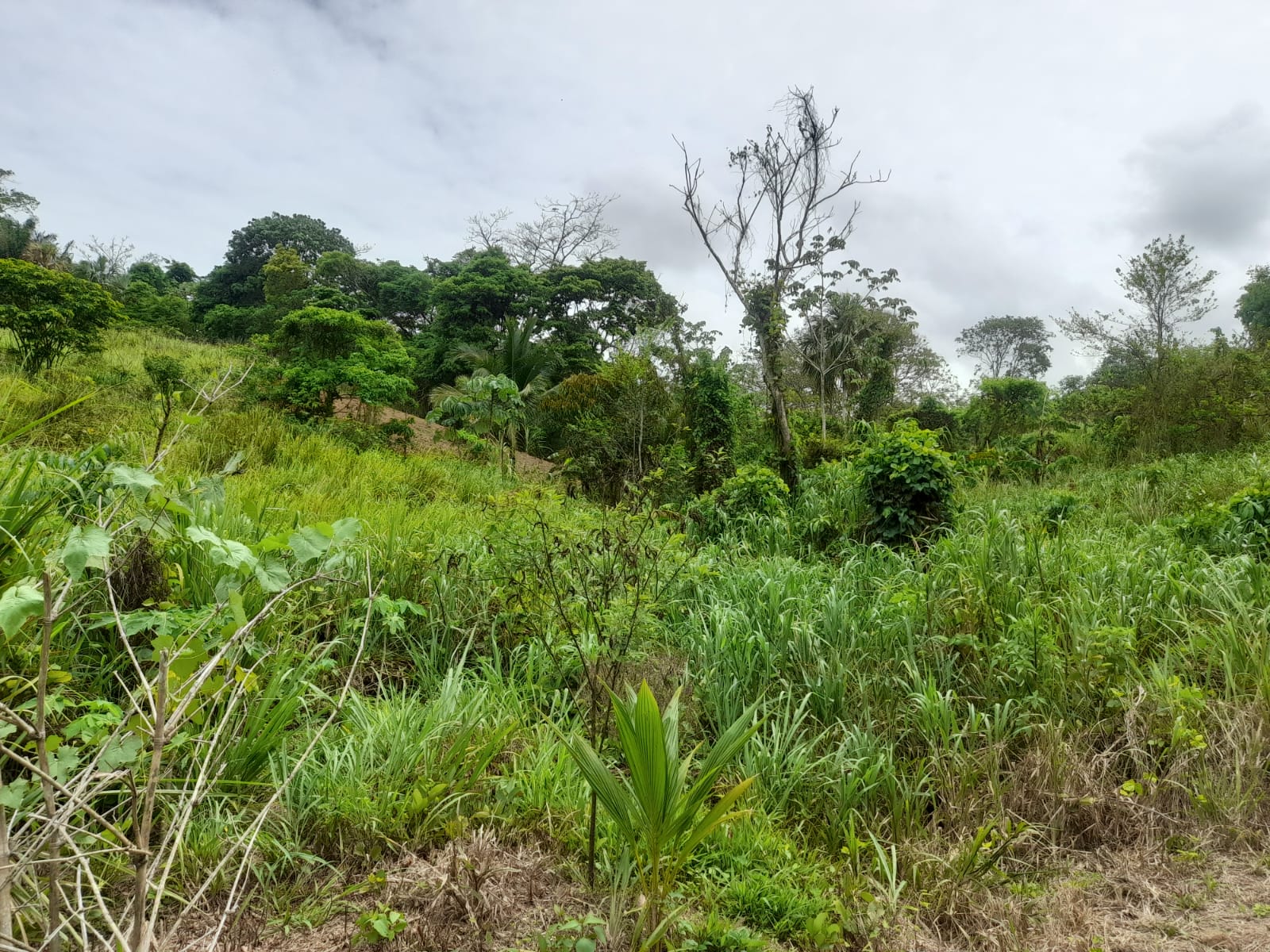 Williamsville Land For Sale > Trinidad and Tobago Real