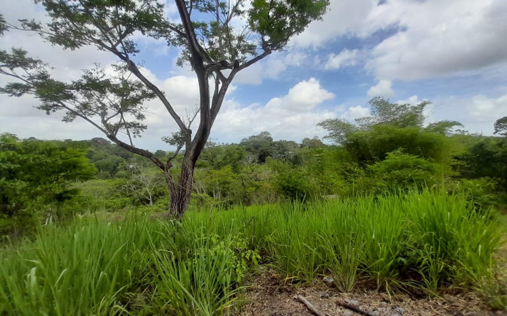 Williamsville Land For Sale > Trinidad and Tobago Real