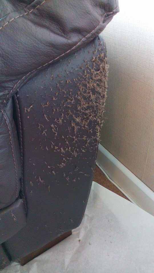 Cat Scratches On Leather Pro Restorers Leather Encyclopaedia