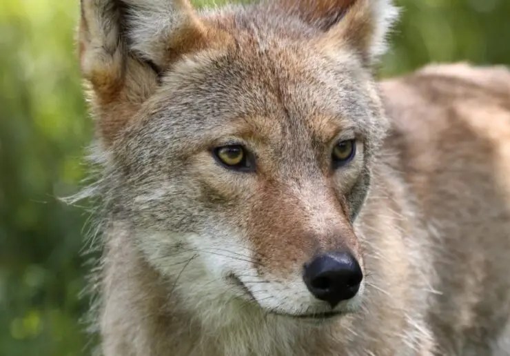 How To Bait Coyotes At Night