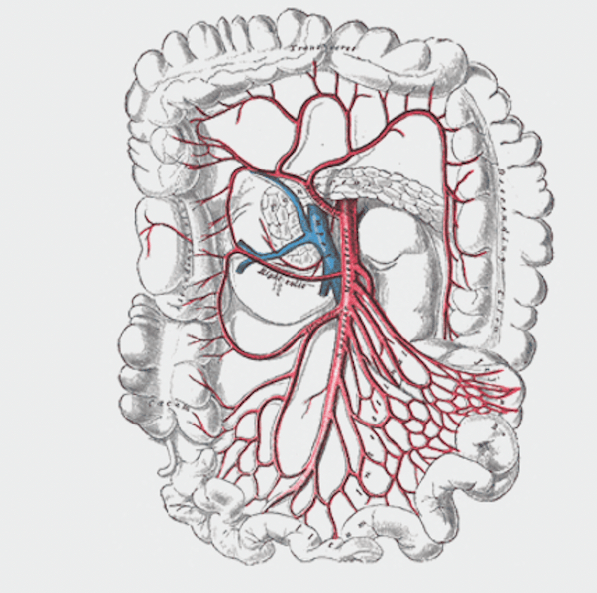 P4226 Superior Mesenteric Artery & Branches (Isolated) Prosections