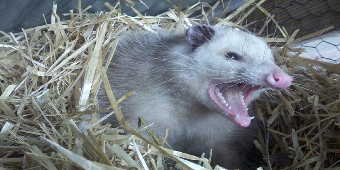 9 Natural Ways to Get Rid of Opossum Under Deck, and Attic