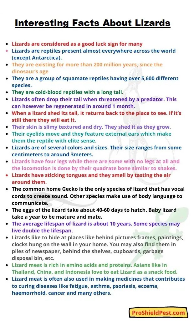 Can You Kill Lizards by Cockroach HIT Spray?