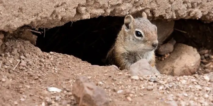 What Can You Put Down Chipmunk Holes and Tunnels?