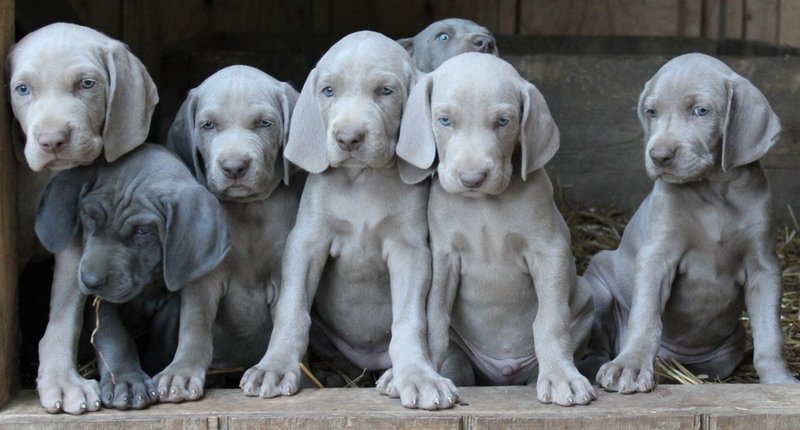 12 Reasons Why Weimaraners Should Be Illegal SonderLives