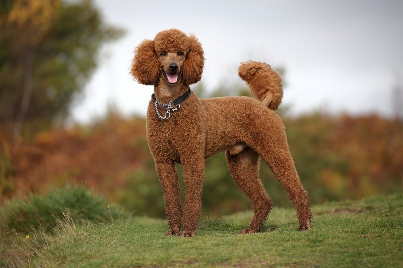 Пудель разновидности породы — Domdrug