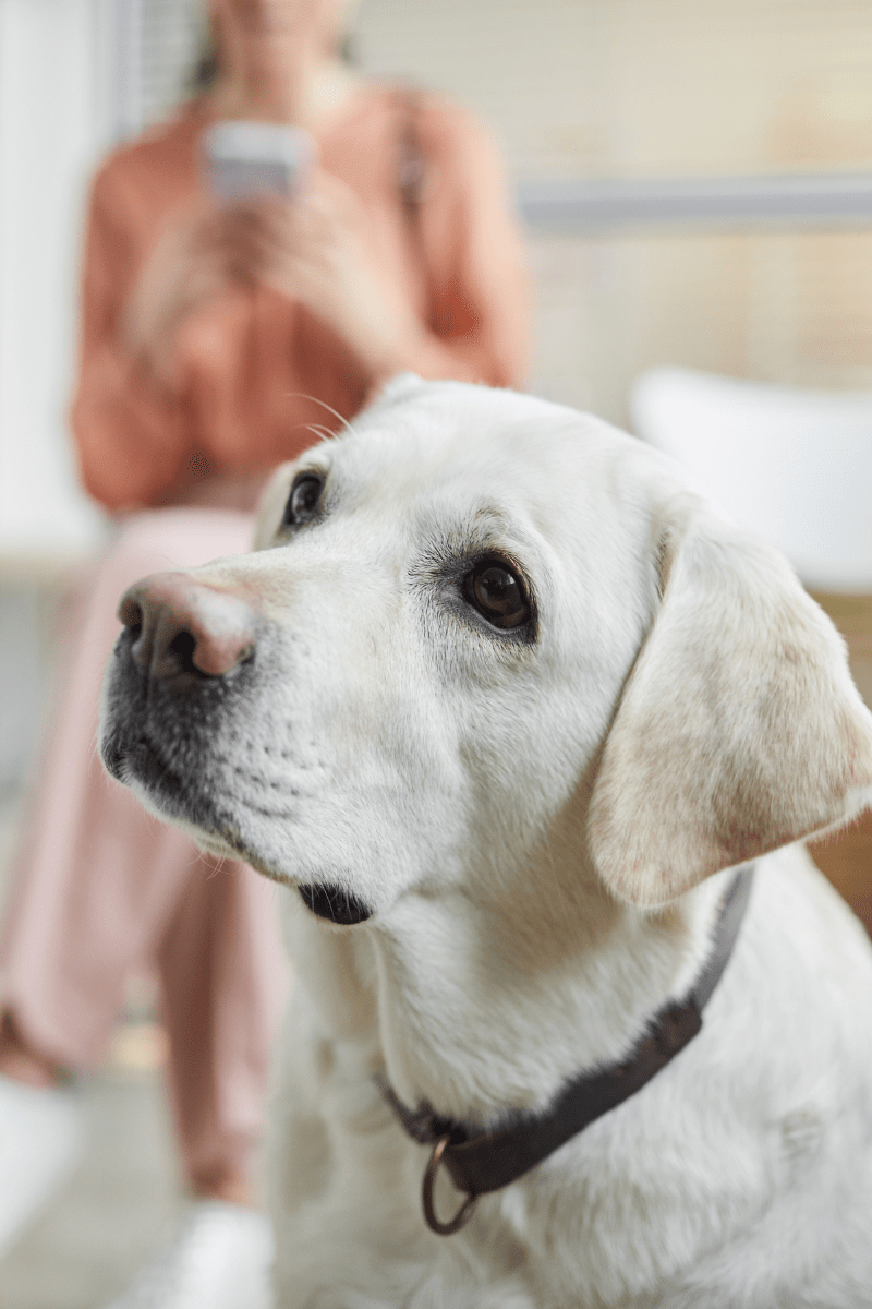 Pet CT Scan In Prospect, CT 06712 Prospect Veterinary Hospital